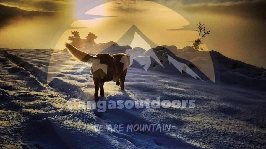 SENDERISMO CON TU PERRO