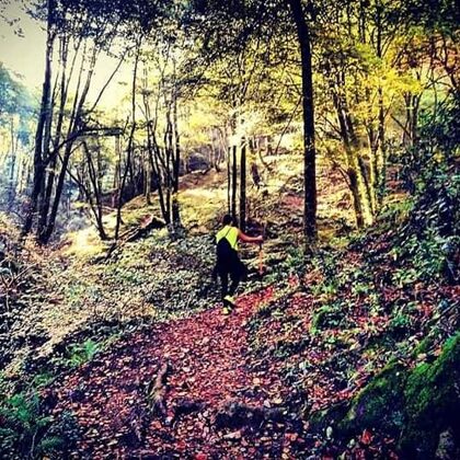 Hayedo de la Biescona