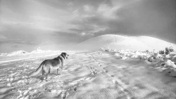 Trekking dogs