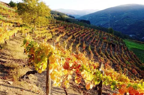 Viñedos en Corias